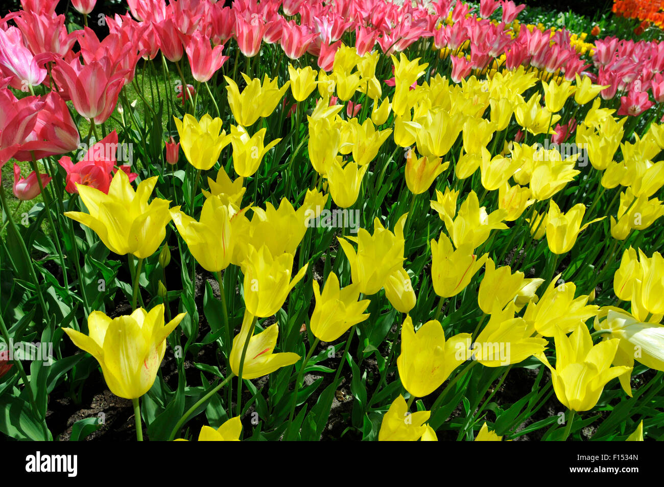 tulips at Keukenhof The Netherlands Stock Photo - Alamy
