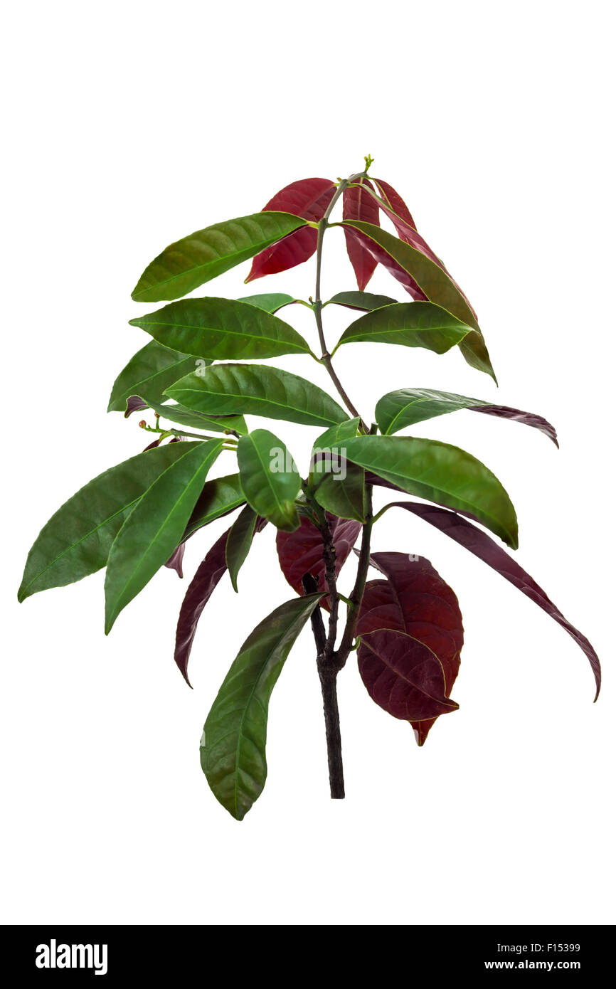 'Chinese Croton' or 'Excoecaria cochinchinensis Lour' (scientic names), isolated on white background and clipping path Stock Photo