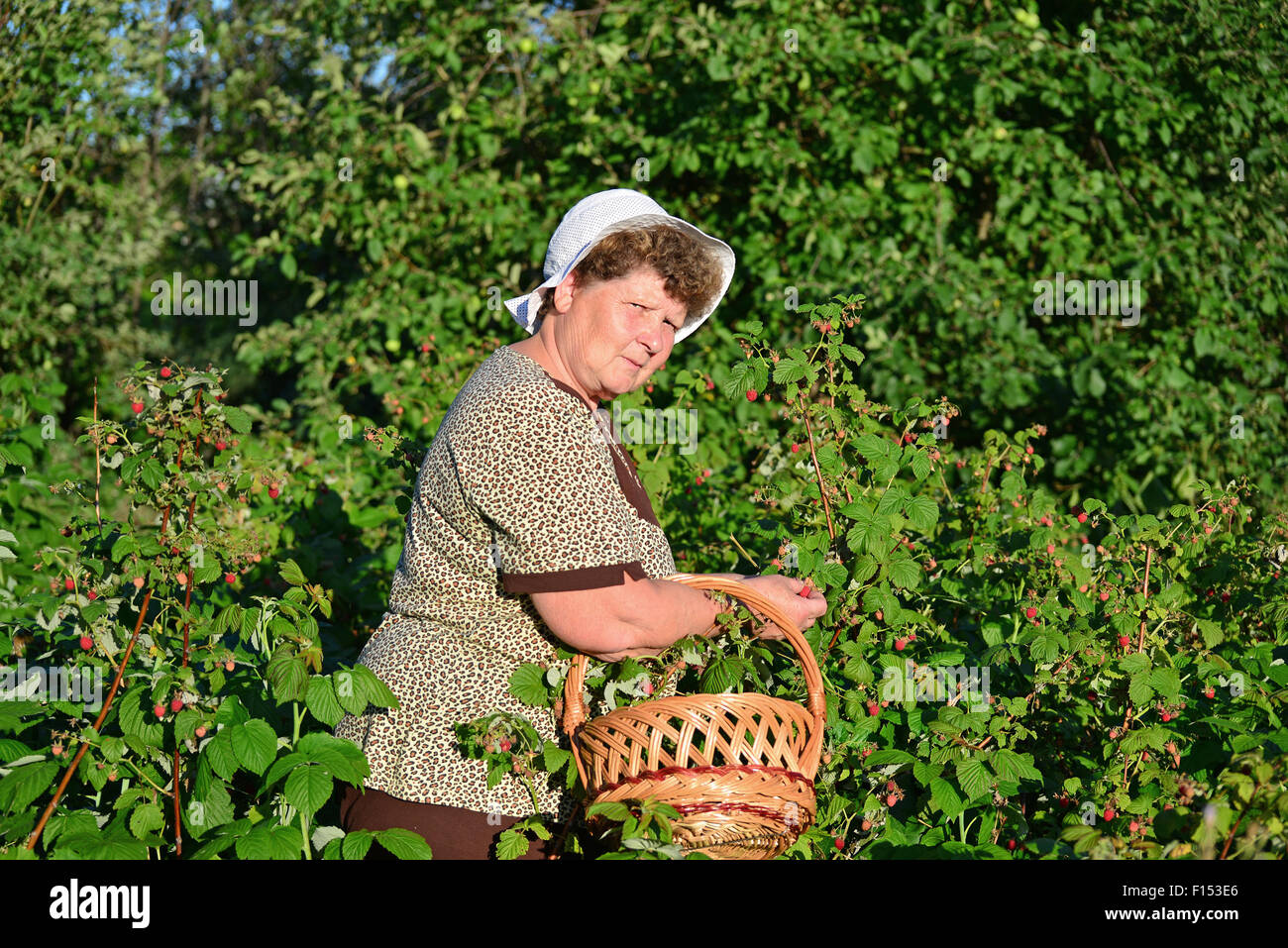 Какой сад был у старушки. Пожилая женщина собирает ягоды. Женщина с лукошком. Бабушка с малиной. Женщина собирает малину.