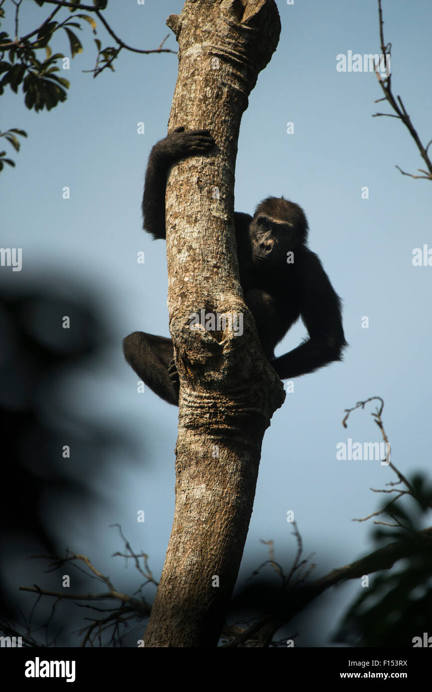 Western lowland gorilla (Gorilla gorilla gorilla) on tree trunk. Ngaga, Odzala-Kokoua National Park, Republic of Congo (Congo-Brazzaville), Africa. Critically Endangered species. Stock Photo