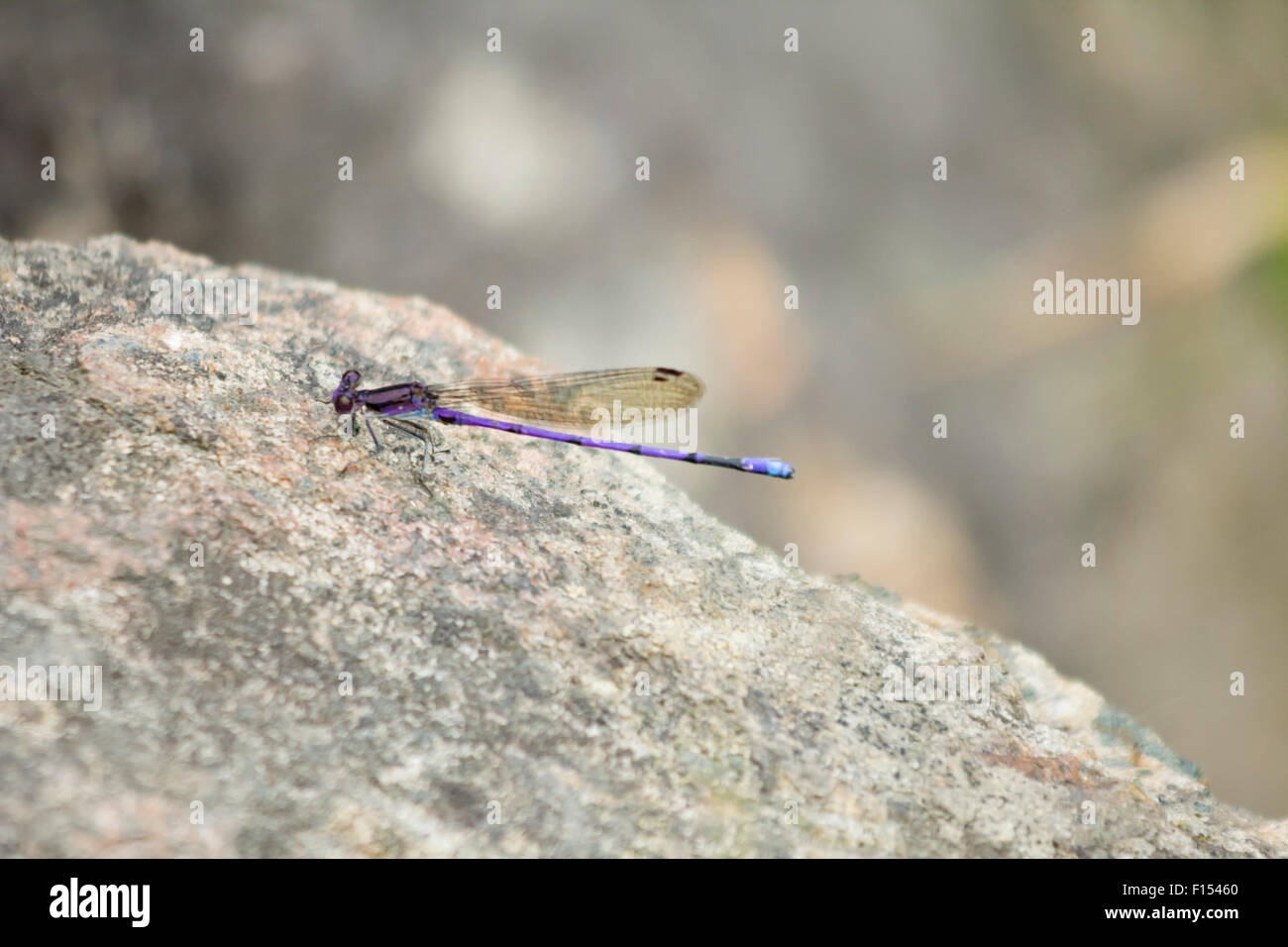 Purple Dragonfly rests its wings while landing on a rock Stock Photo ...