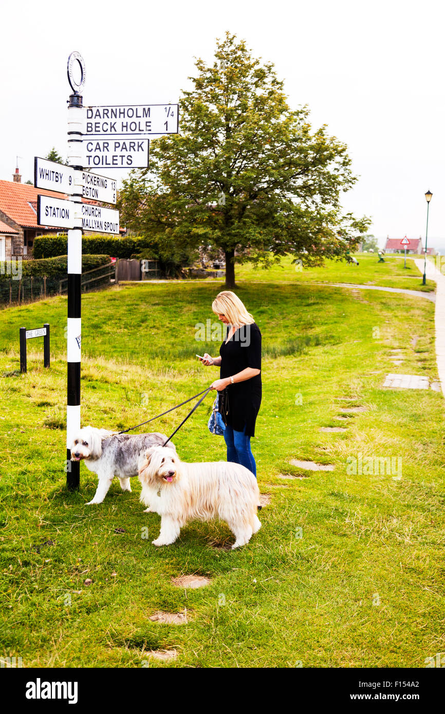 Woman using phone walking dog dogs on leads grass phoning texting looking at smartphone multitasking multi tasking Stock Photo