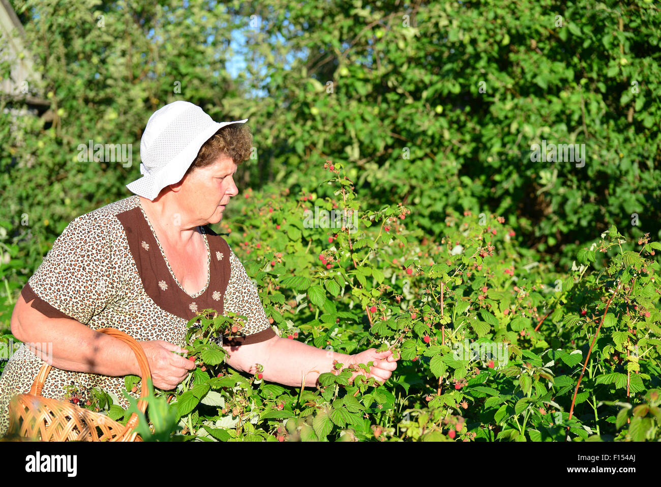 Mature growth raspberries hi-res stock photography and images - Alamy
