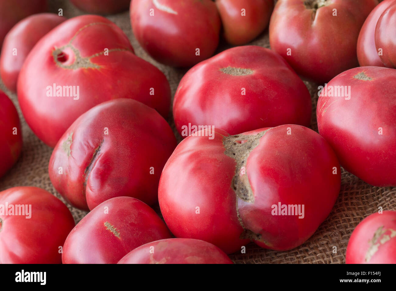 Heirloom or heritage mishapen historical tomatoes on hemp cloth Stock Photo