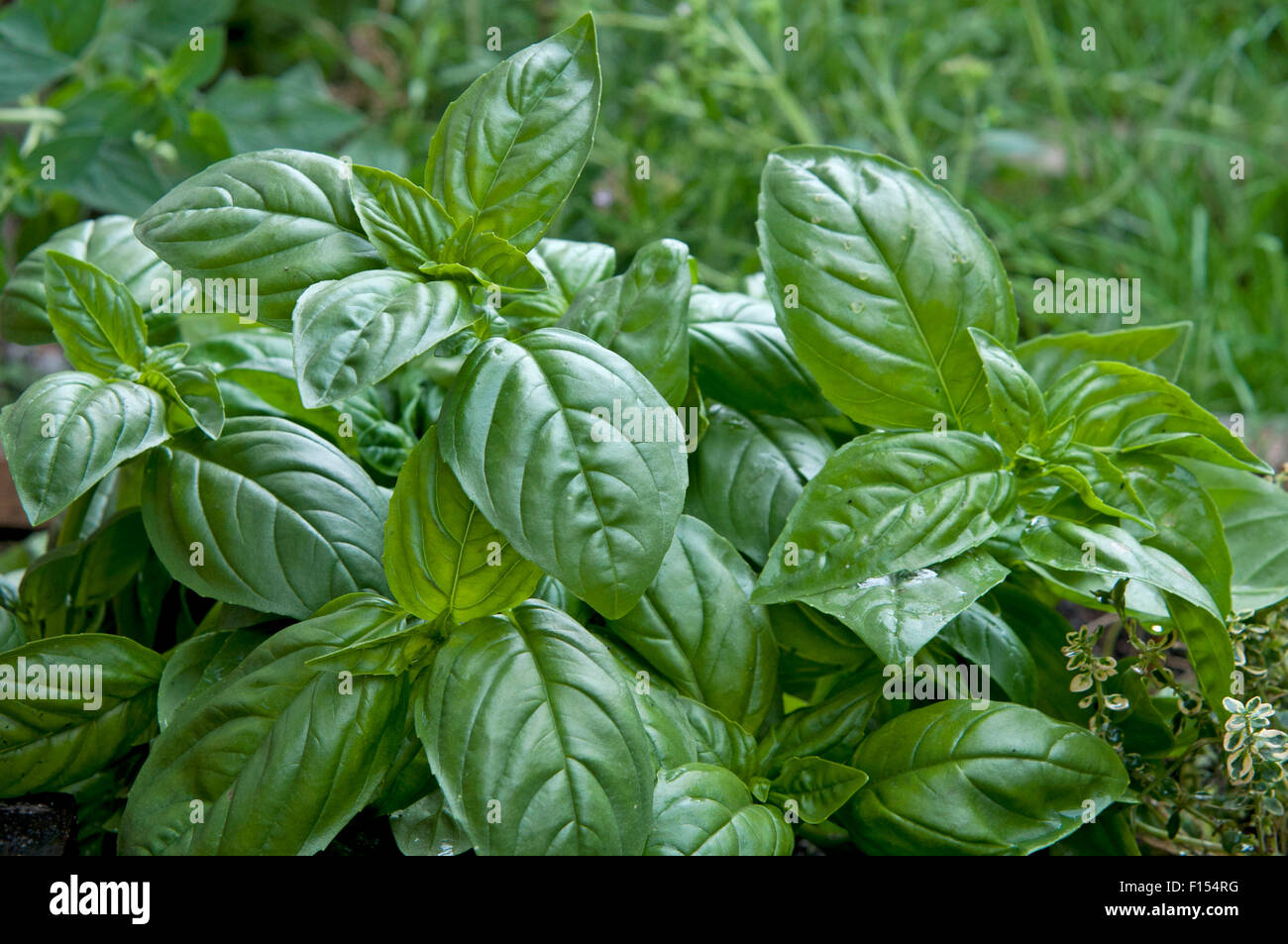 green basil in garden Stock Photo Alamy