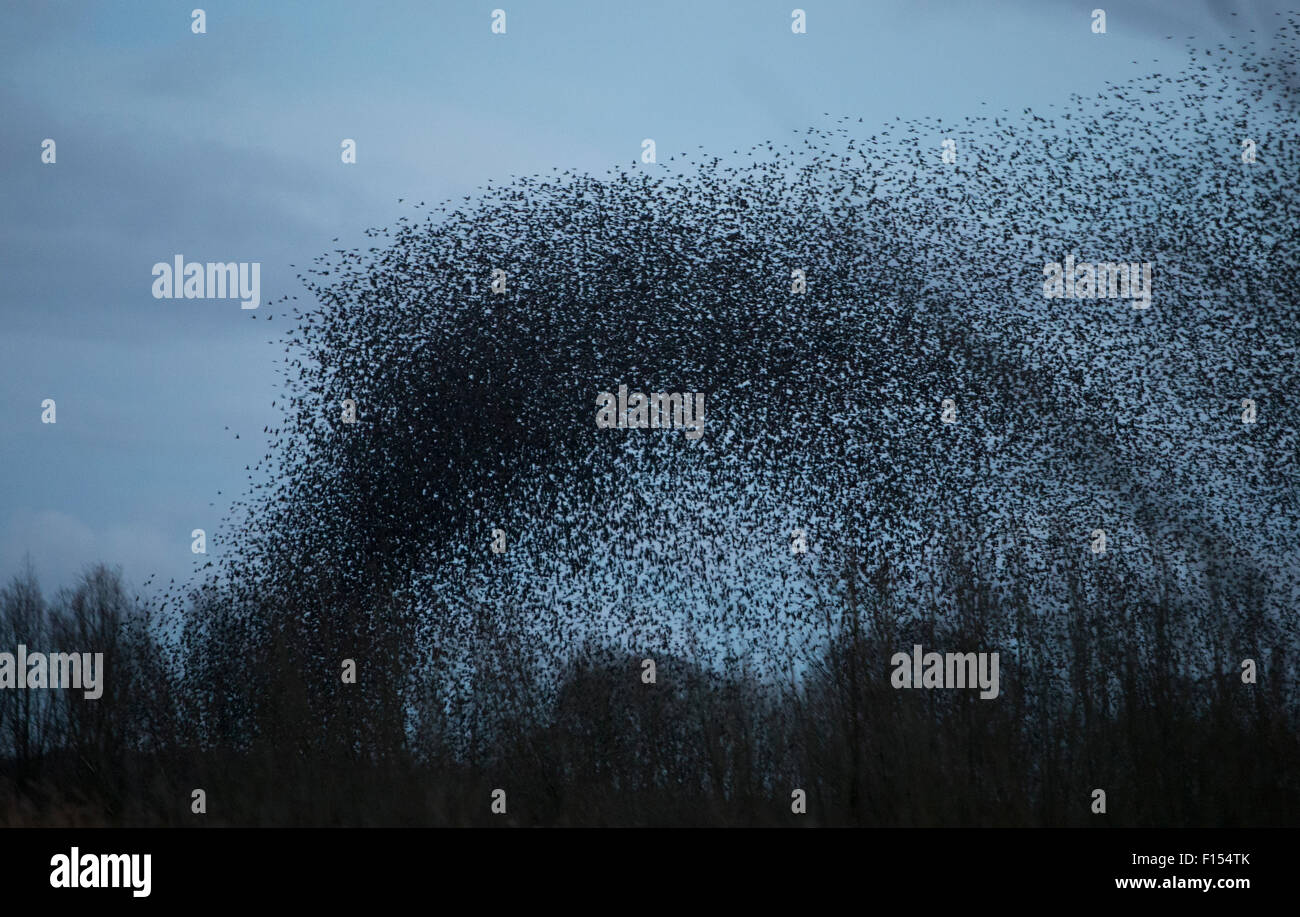 Starling (Sturnus vulgaris) murmuration on winter evening, Derbyshire, England, UK, February. Stock Photo