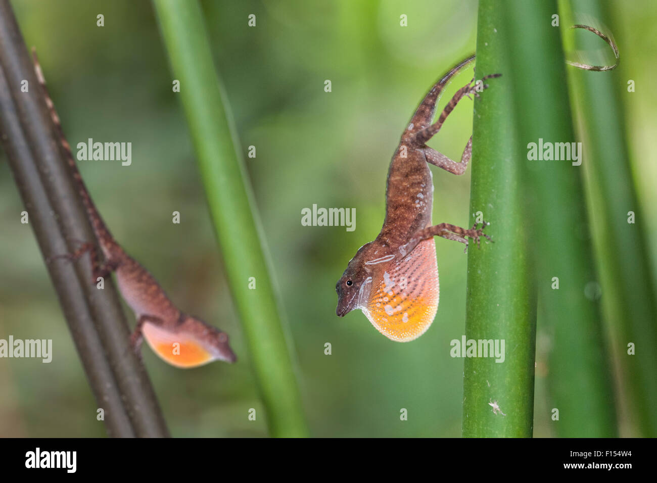 Male Anole Lizards (Anolis sp) in territorial display to each other