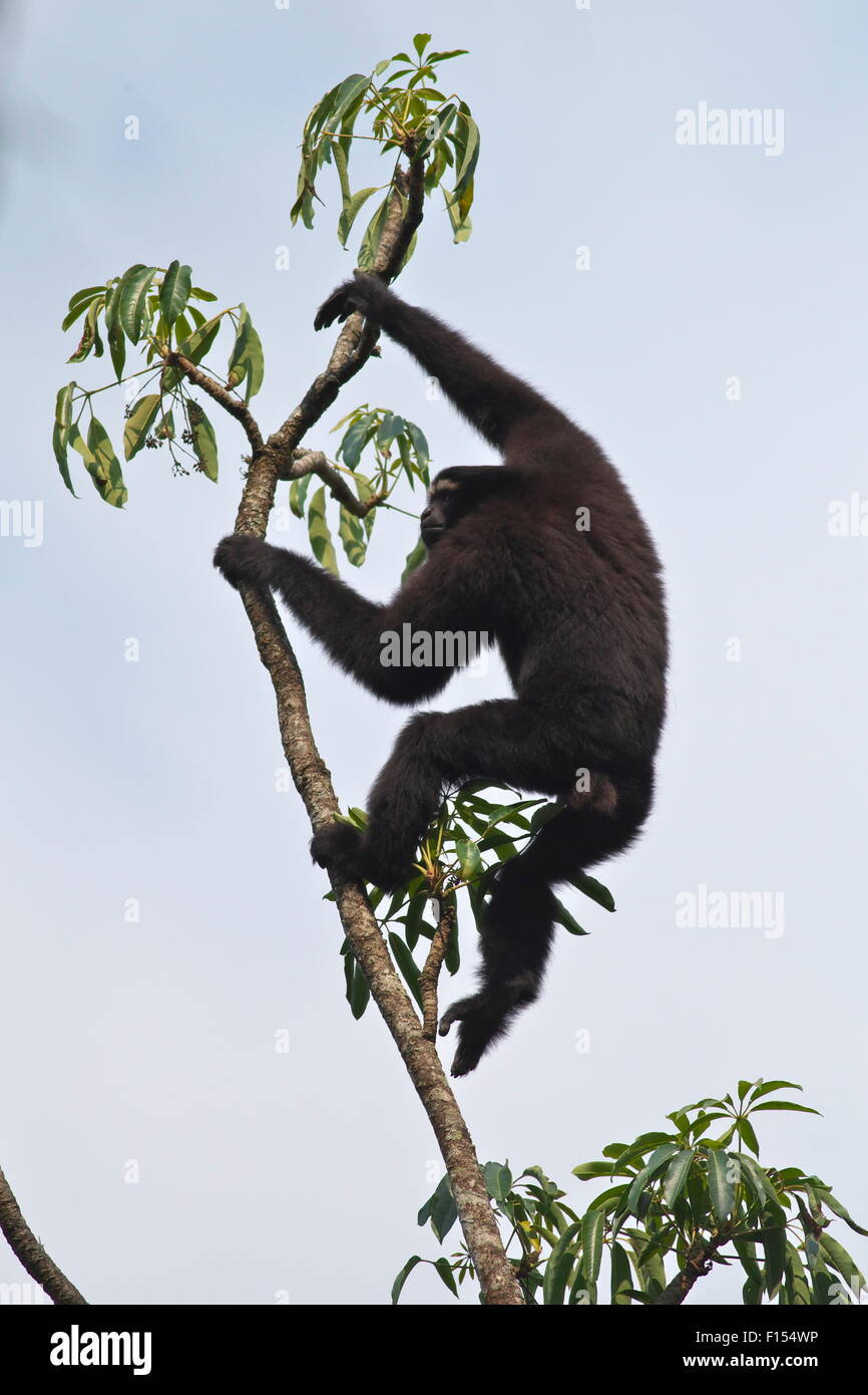 Hoolock gibbon (Hoolock leuconedys) climbing tree, Gaoligong Mountain National Nature Reserve, Tengchong county, Yunnan Province, China. Stock Photo