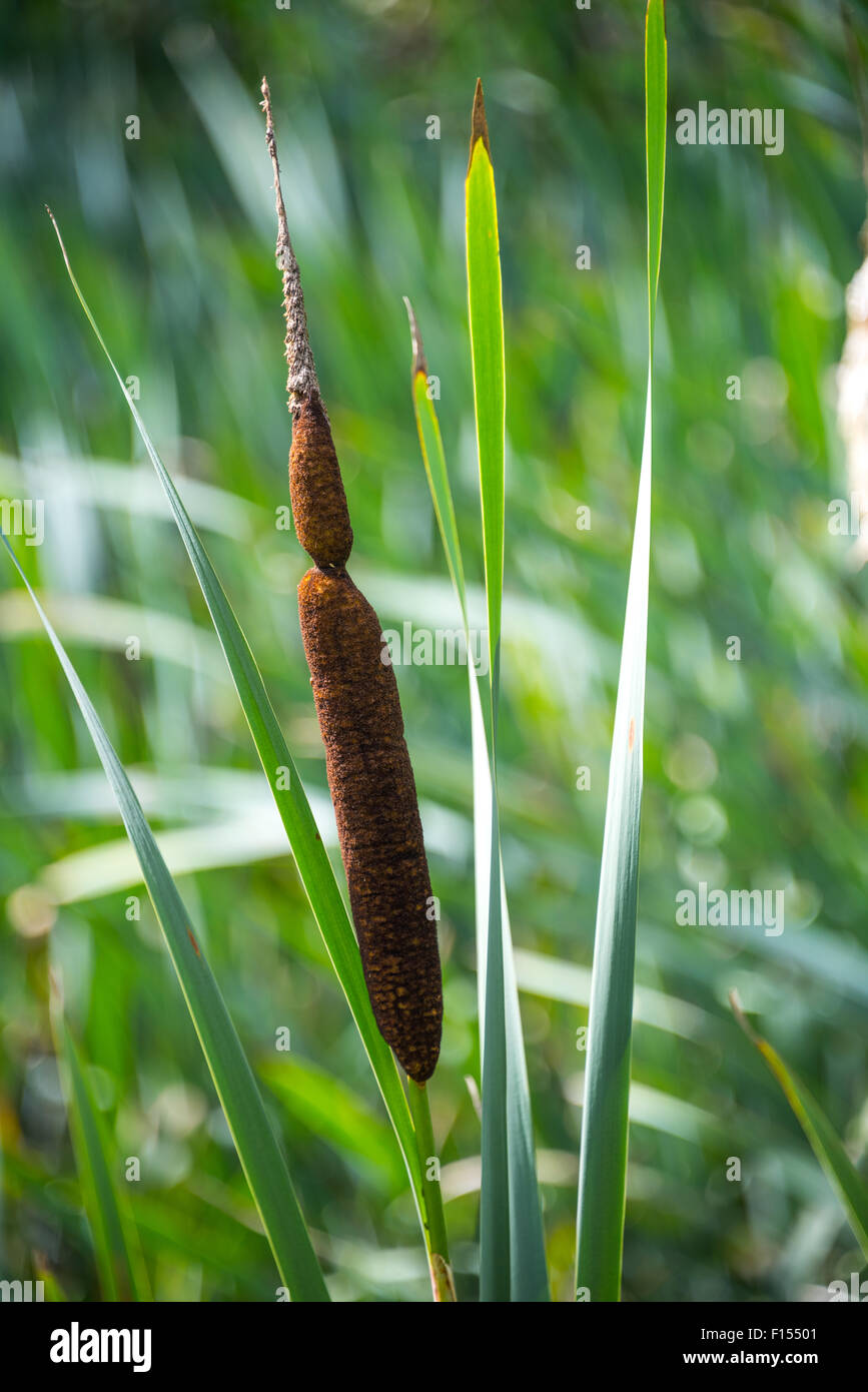 A closeup picture of a single Bulrush in a pool at Coalbrookdale Shropshire UK Stock Photo