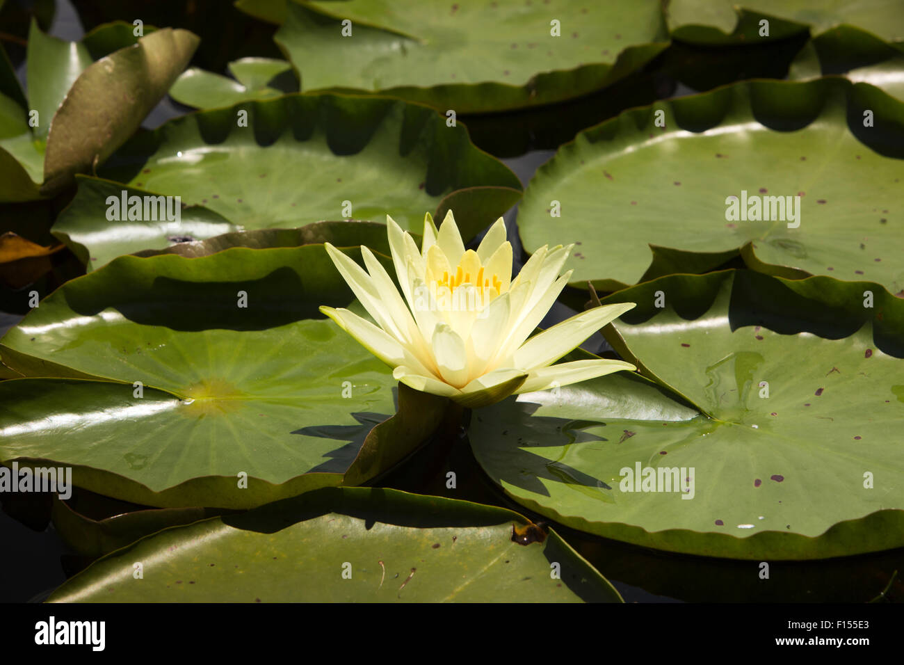 India, Jammu & Kashmir, Srinagar, Dal Lake, yellow lotus flower Stock Photo