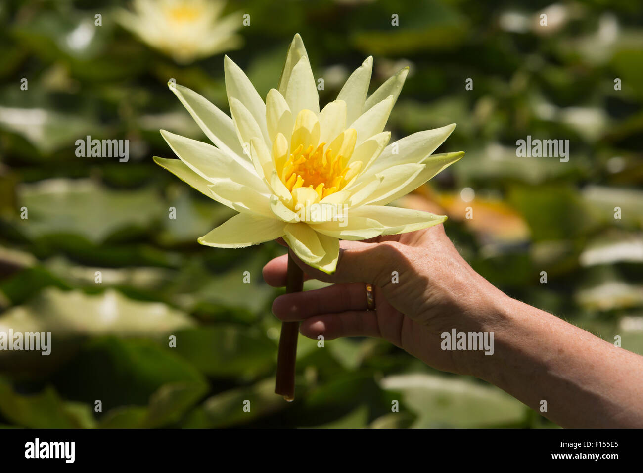 India, Jammu & Kashmir, Srinagar, Dal Lake, woman's hand holding yellow lotus flower Stock Photo