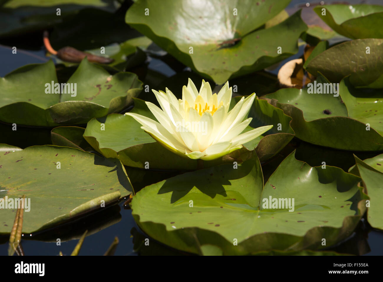 India, Jammu & Kashmir, Srinagar, Dal Lake, yellow lotus flower Stock Photo