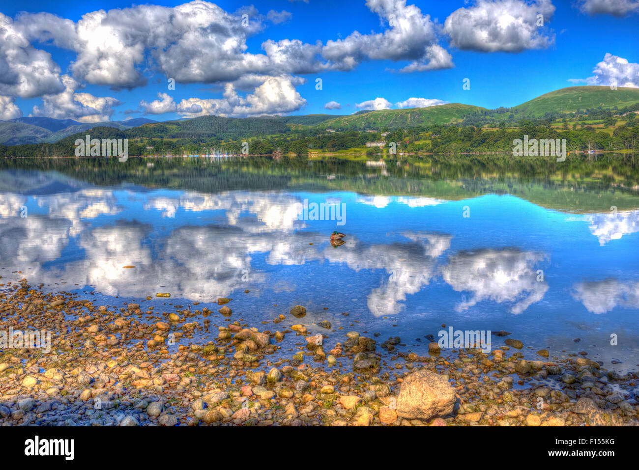 Mallard duck on beautiful lake with water like glass The Lake District