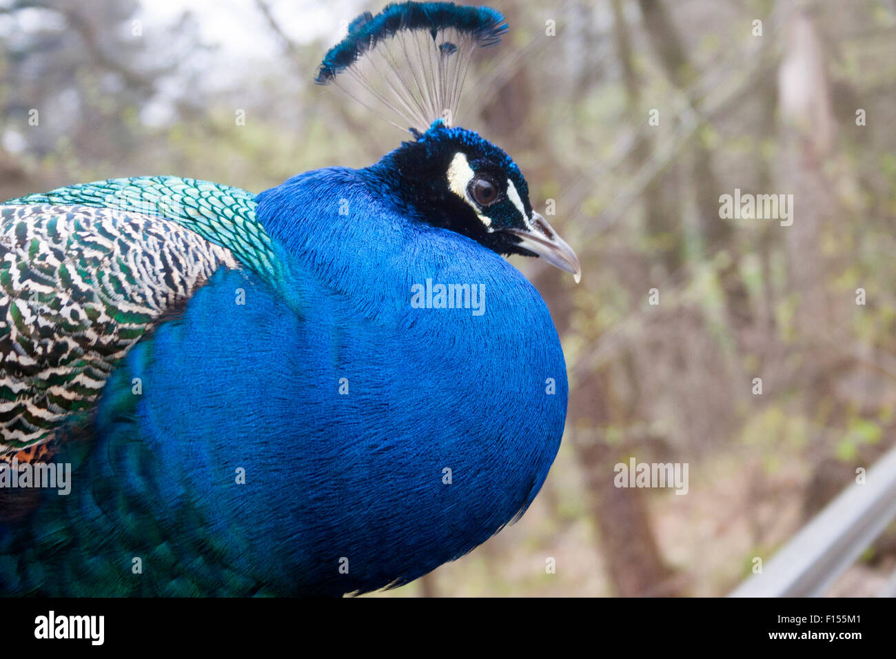 Male Indian Blue Peacock in Lazienki Park, Warsaw, Poland Stock Photo