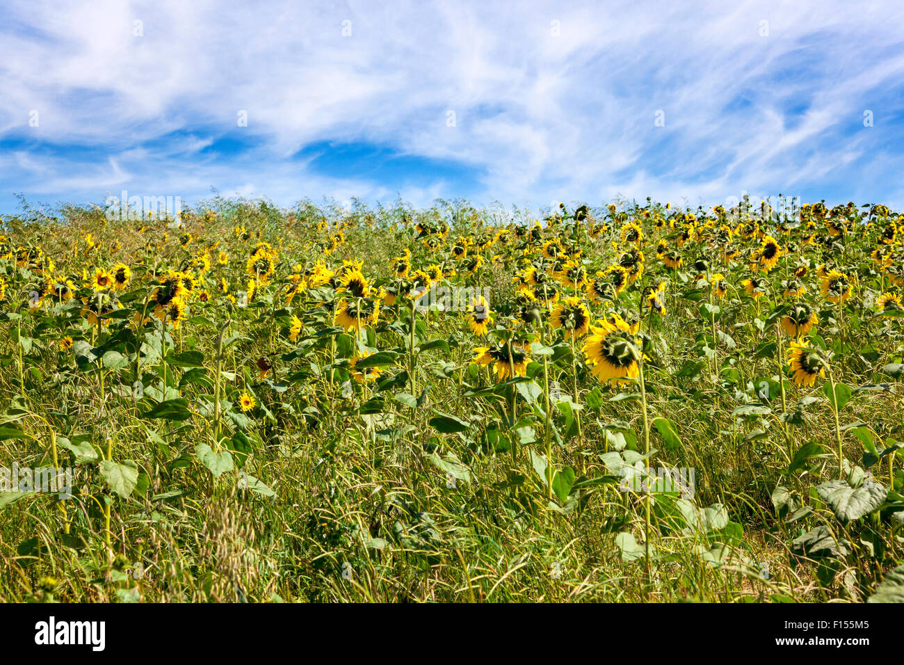 Sunflower field uk hires stock photography and images Alamy