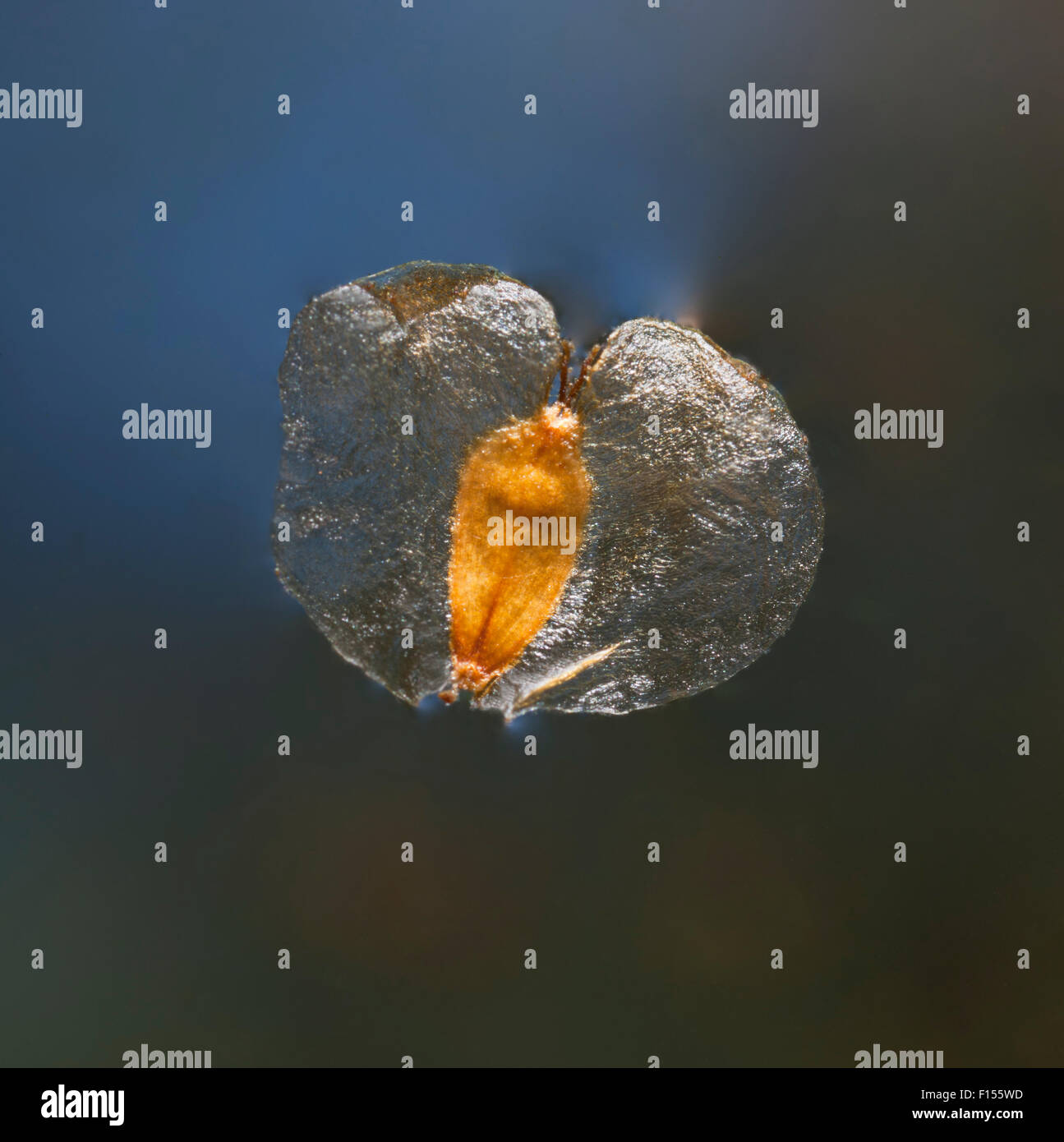 Silver birch seeds hi-res stock photography and images - Alamy