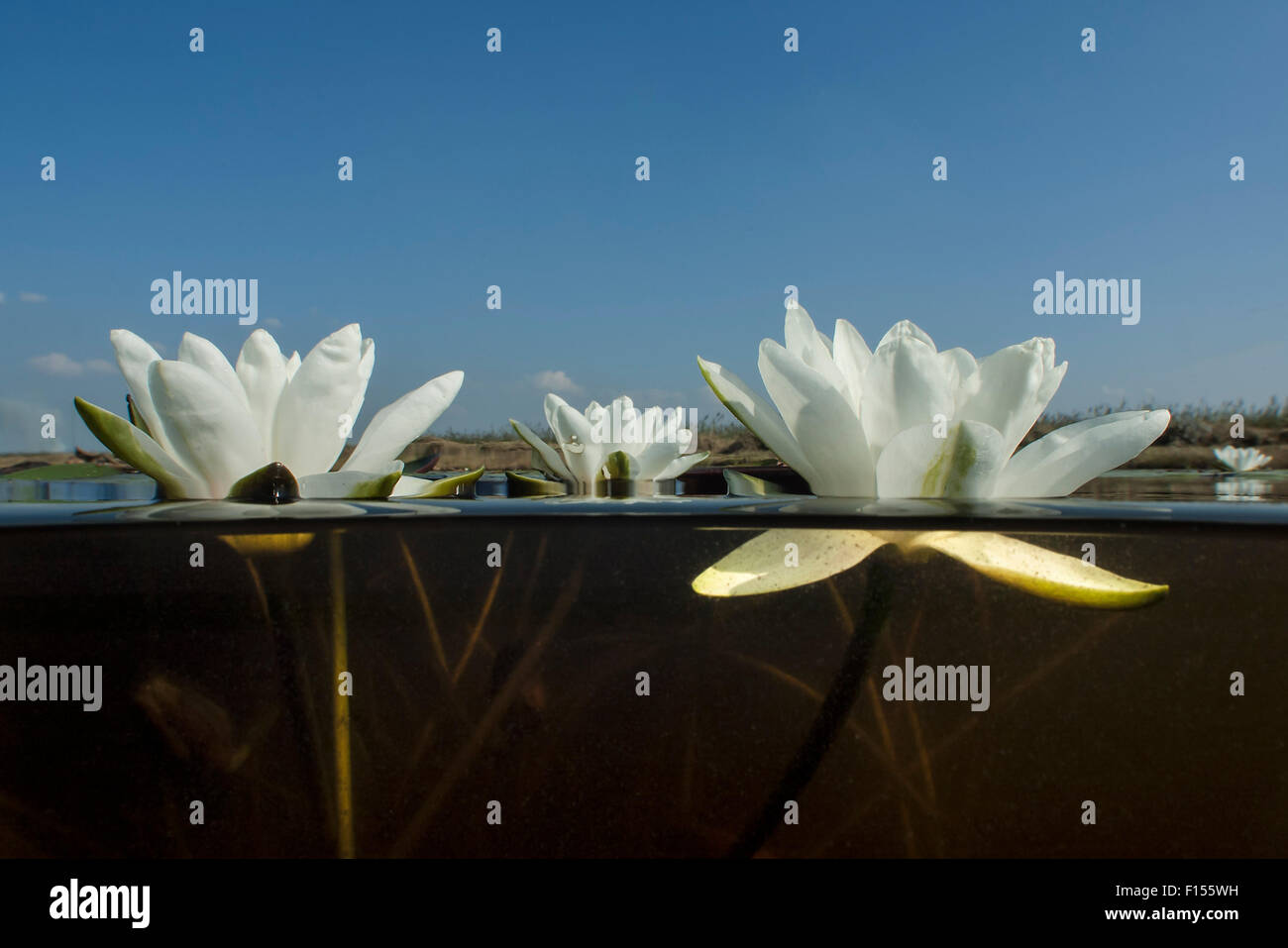 White waterlily (Nymphaea alba) in a peat bog lake, De Weerribben-Wieden National Park, Holland. September. Stock Photo