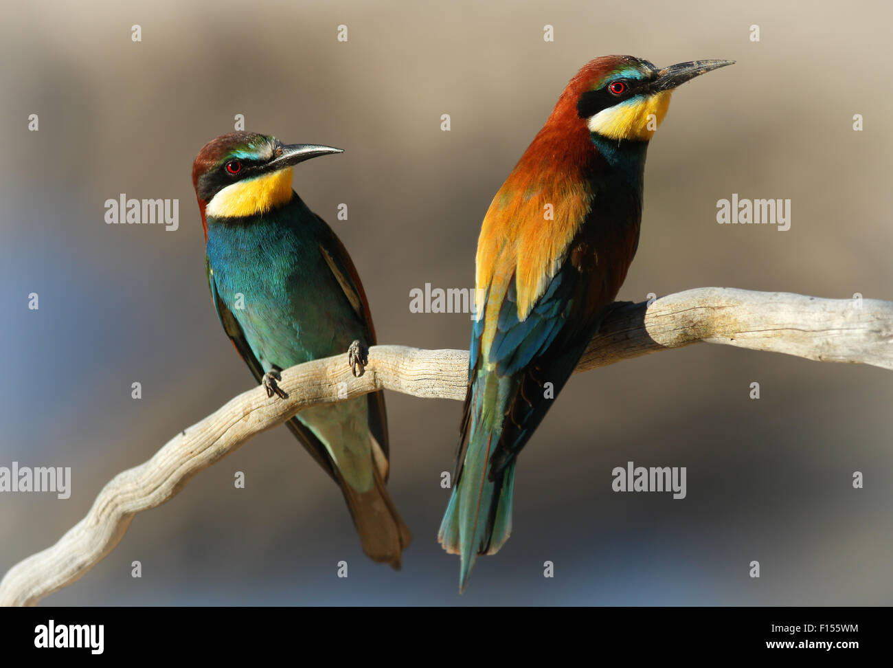 Male & Female European Bee-eater (Merops apiaster) perched on a branch in early morning light Stock Photo
