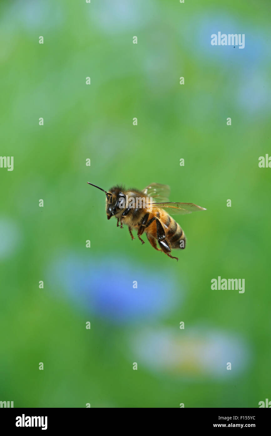 Honey bee (Apis mellifera) in flight, Surrey, England, July Stock Photo ...