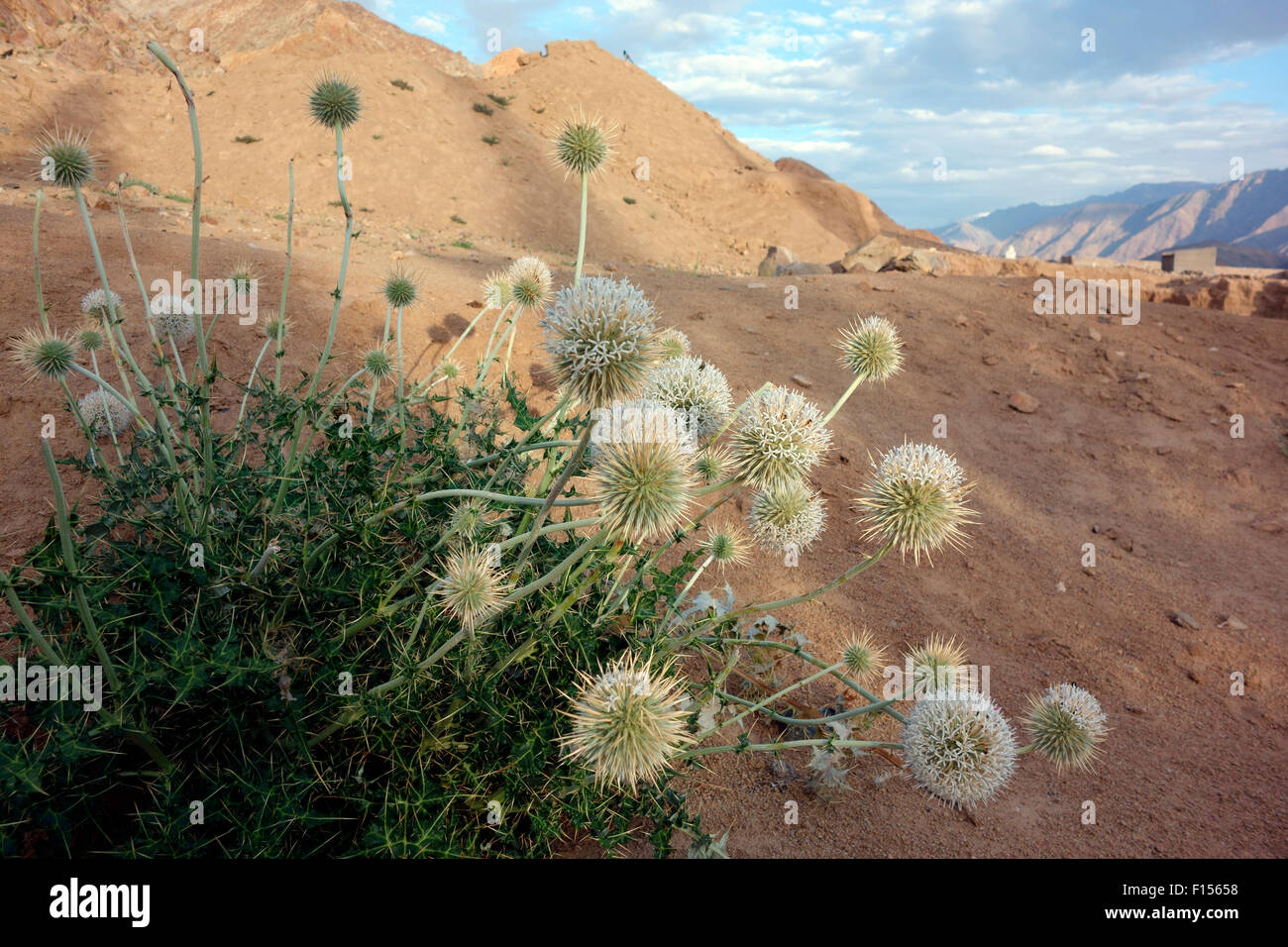 Desert flowers, Ladakh, Jammu and Kashmir, India Stock Photo