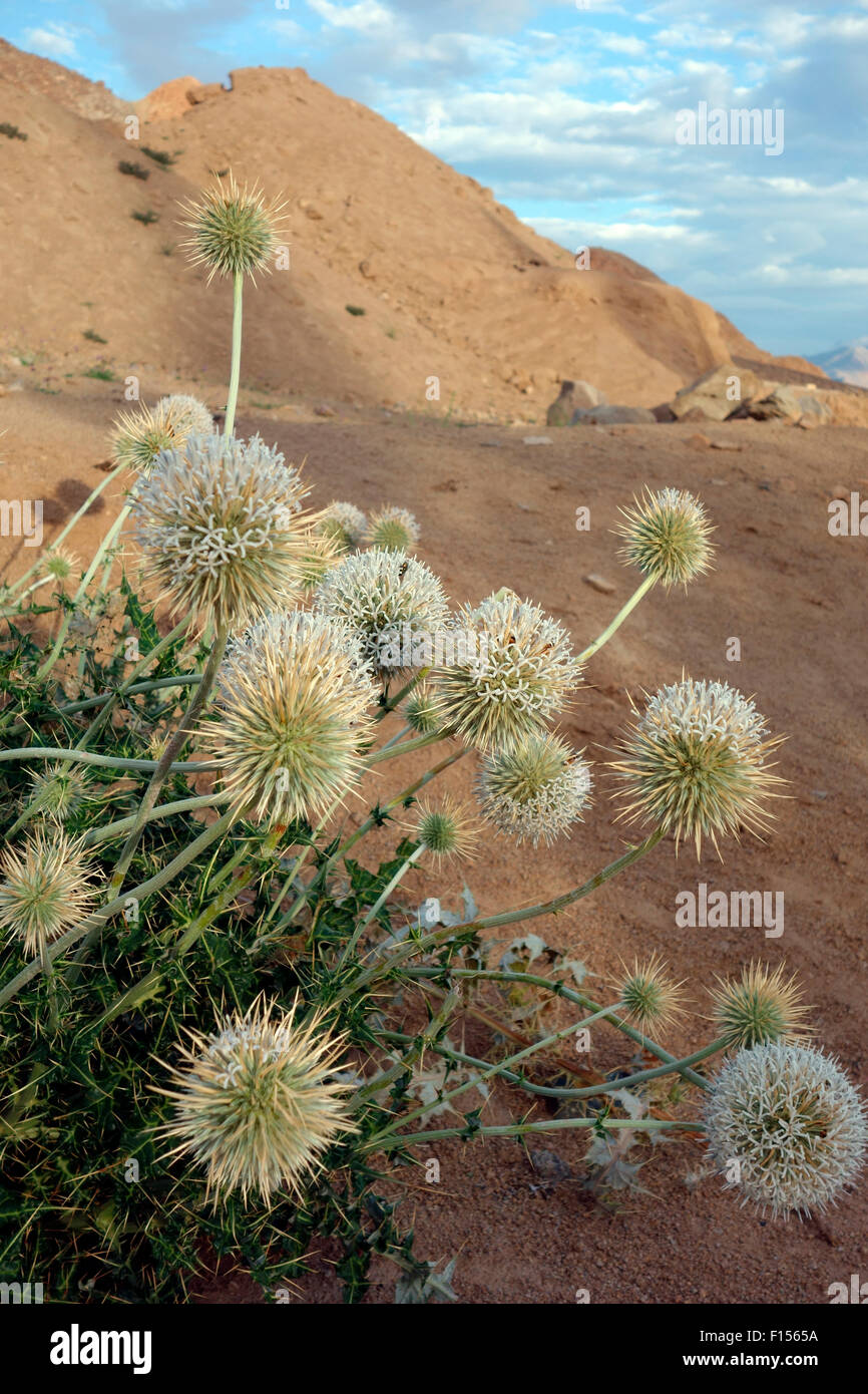 Desert flowers, Ladakh, Jammu and Kashmir, India Stock Photo Alamy