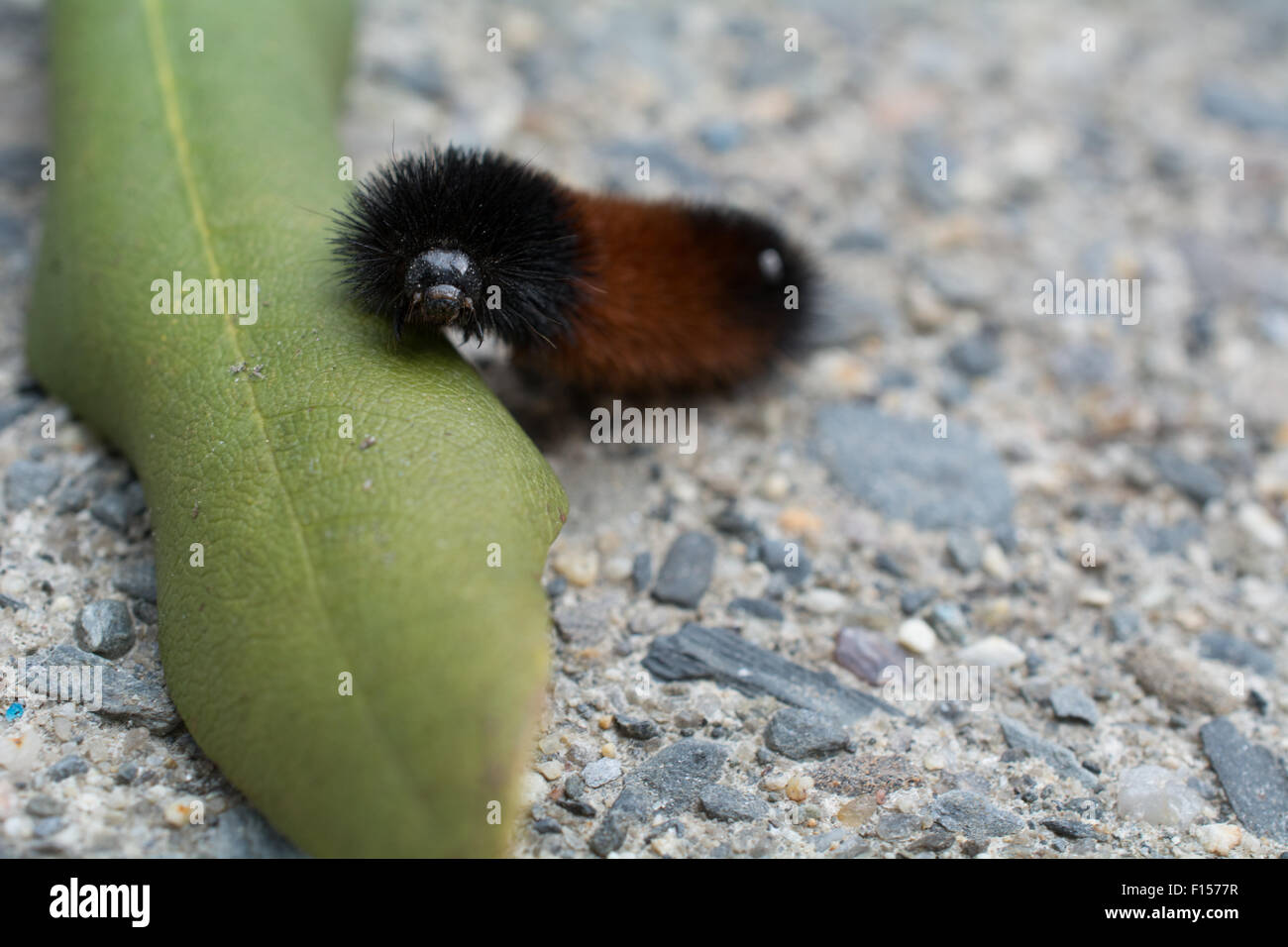 A caterpillar finding lunch Stock Photo