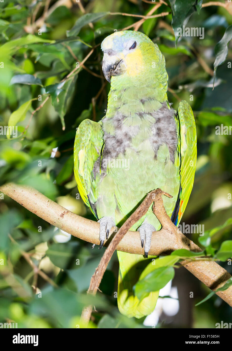 Closeup of a exotic Amazona aestiva parrot (blue-fronted amazon) Stock Photo