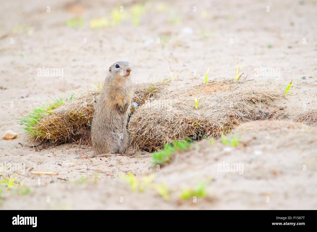 European Ground Squirrel ( Spermophilus citellus Stock Photo - Alamy