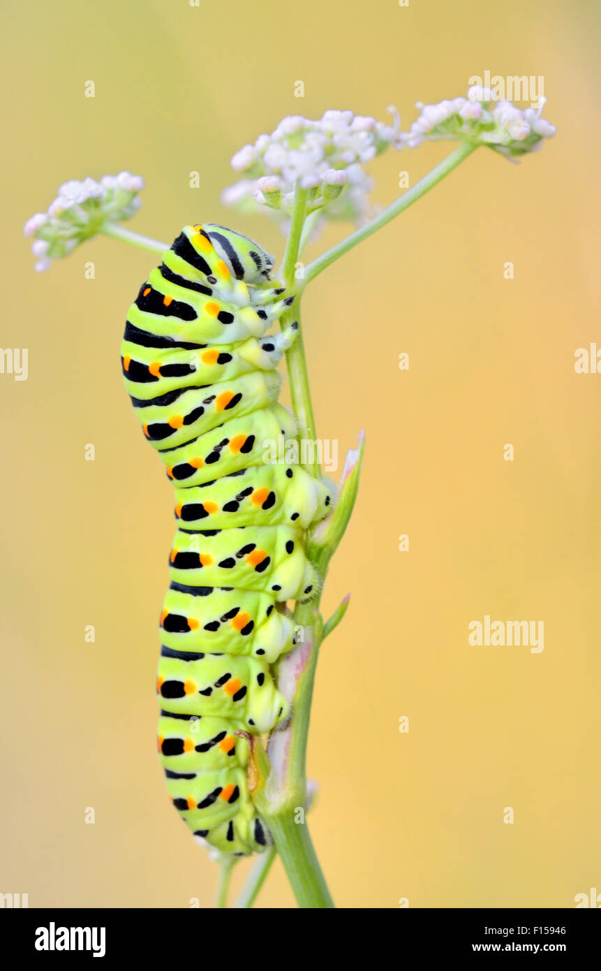 Papilio machaon caterpillar in nature Stock Photo