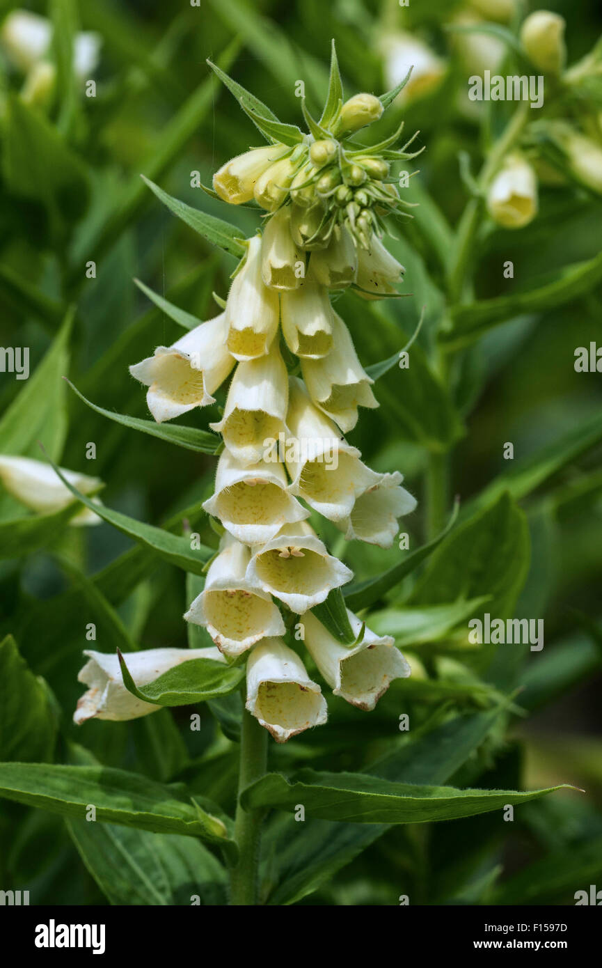 Bigflowered foxglove / Large yellow foxglove (Digitalis grandiflora
