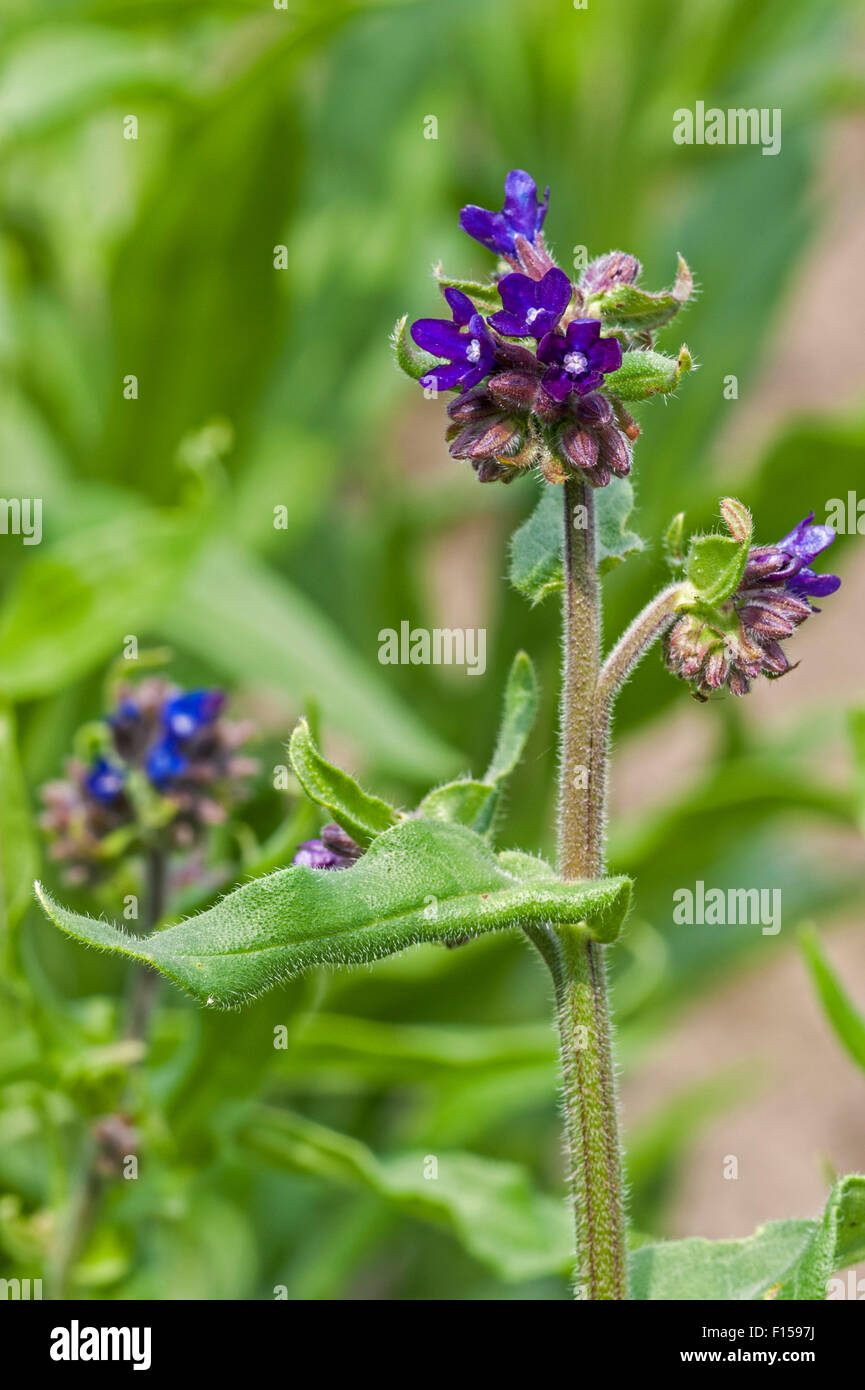 Common bugloss / (Anchusa officinalis) in flower Stock Photo Alamy