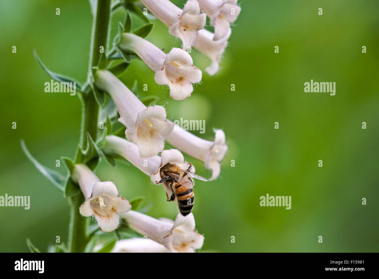 Western honey bee / European honey bee (Apis mellifera) collecting nectar from yellow foxglove flower (Digitalis lutea) Stock Photo