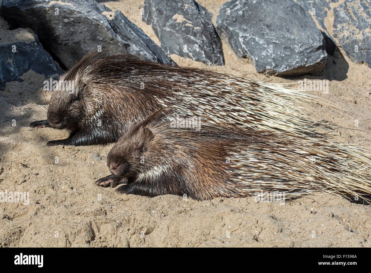 Two Indian Crested Porcupines / Indian Porcupine (Hystrix indica) resting, native to southern Asia and the Middle East Stock Photo