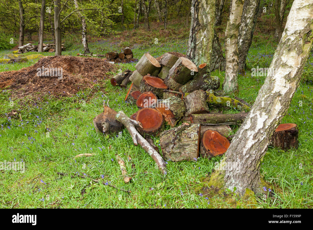 Several wood piles of sawn logs in woodland, Derbyshire, England, UK Stock Photo