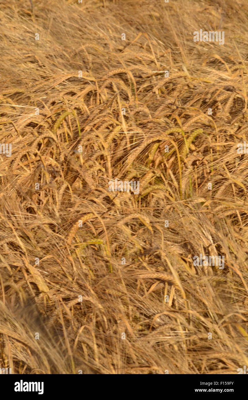 Cereal Crops, England Stock Photo Alamy