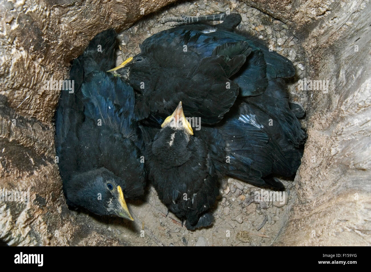 Western Jackdaw / European Jackdaw (Corvus monedula / Coloeus monedula) chicks in nest in hollow tree Stock Photo