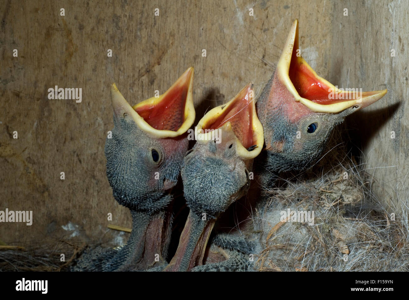 Western Jackdaw / European Jackdaw (Corvus monedula / Coloeus monedula) chicks calling in nestbox / nest box Stock Photo