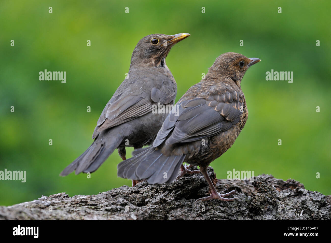 Common Blackbird (Turdus merula) female with juvenile Stock Photo