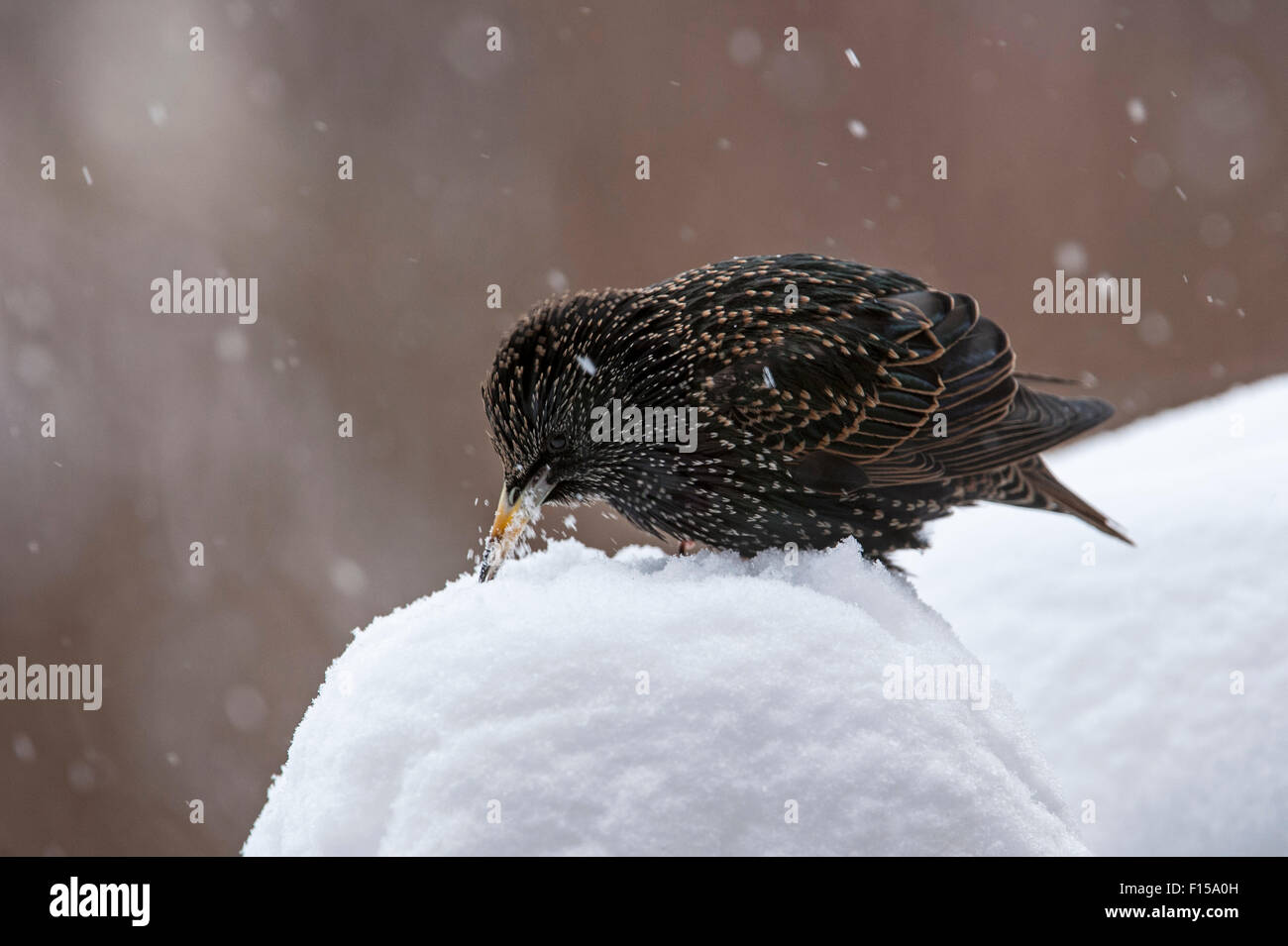 Common Starling / European Starling (Sturnus vulgaris) eating snow to serve as drinking water in winter Stock Photo
