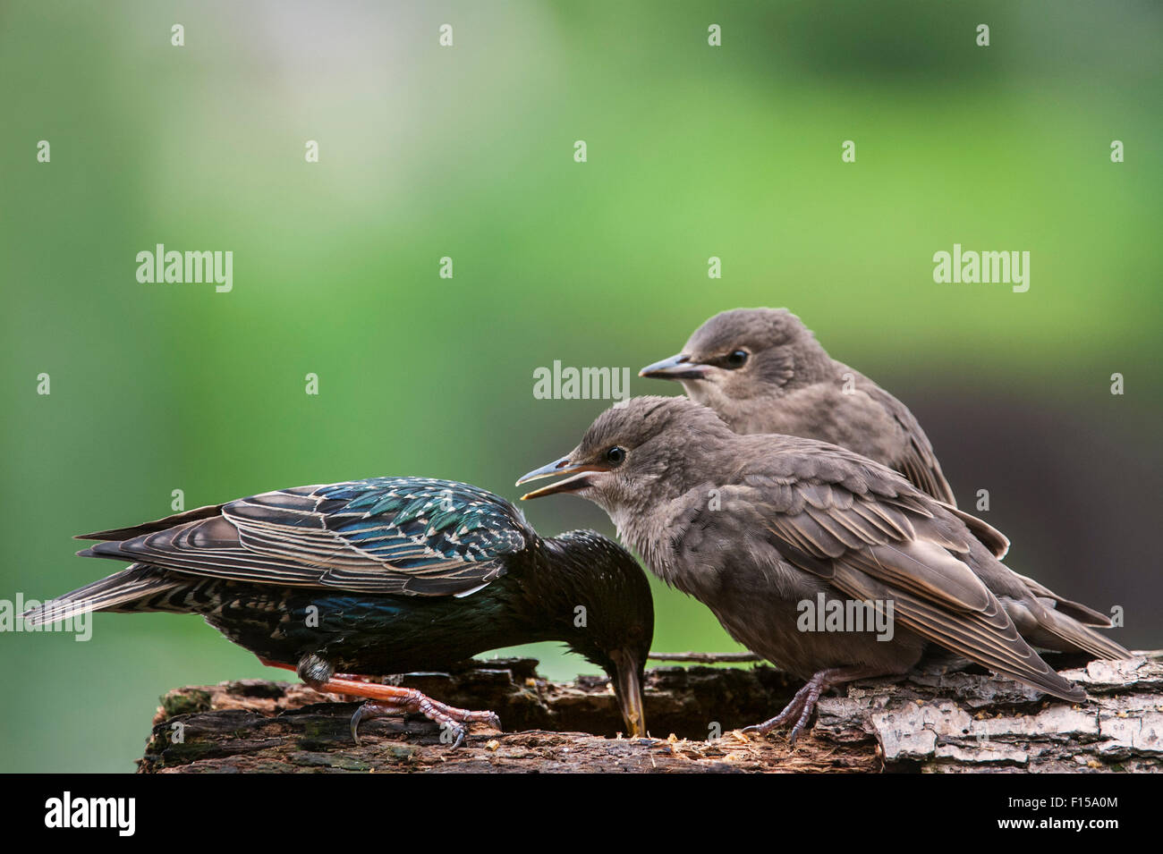 Two Common Starlings / European starling (Sturnus vulgaris) fledglings begging for food in spring Stock Photo