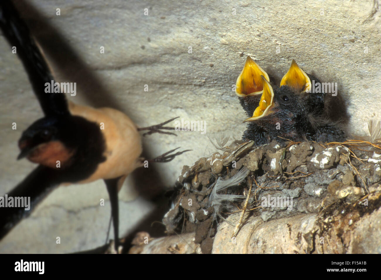Barn swallow (Hirundo rustica) leaving nest with chicks inside building in spring Stock Photo