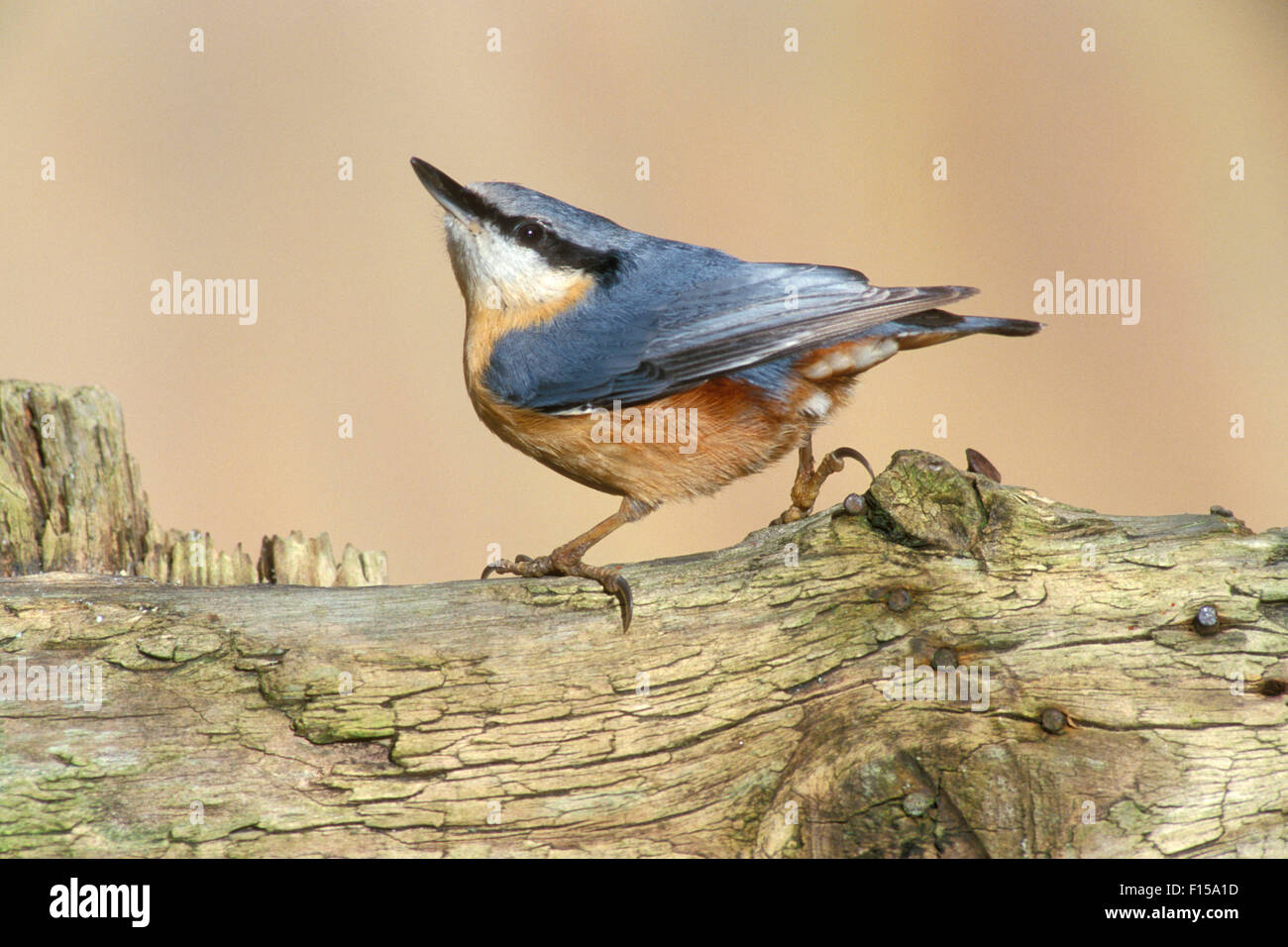 Eurasian nuthatch / wood nuthatch (Sitta europaea) perched on wooden fence Stock Photo