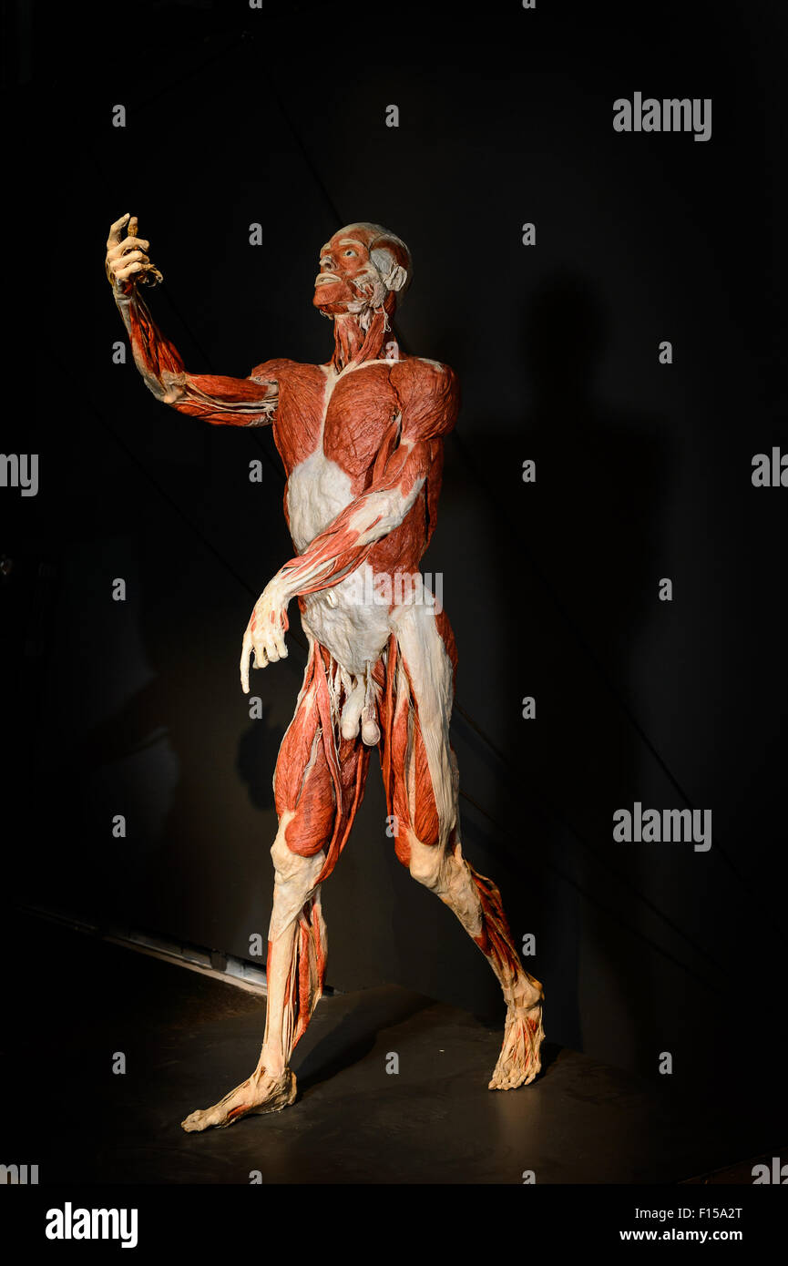 Berlin, Germany, the Plastinat Autopsy Body of Gunther von Hagens Stock Photo