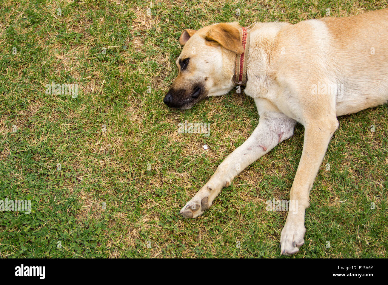 thirsty dog lying on grass Stock Photo