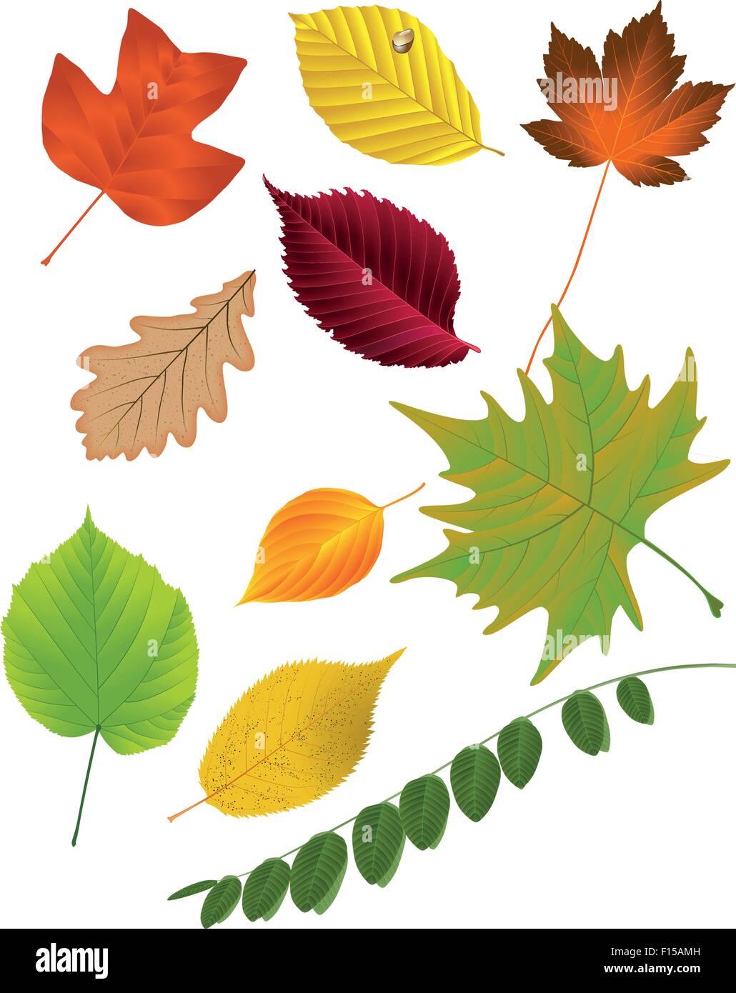 Autumn leaf collection, vector illustration Stock Vector