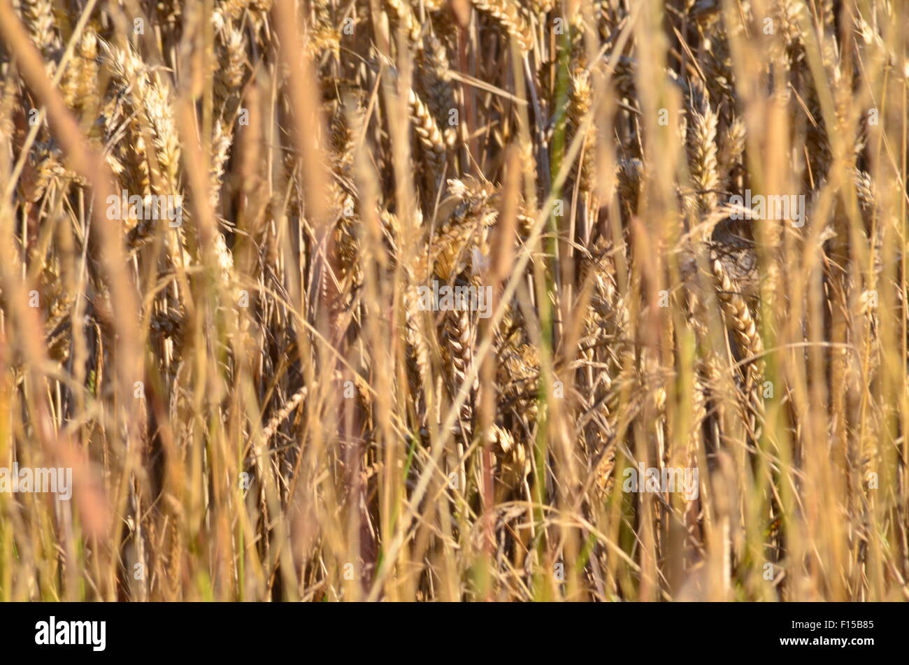 Cereal Crops, England Stock Photo Alamy