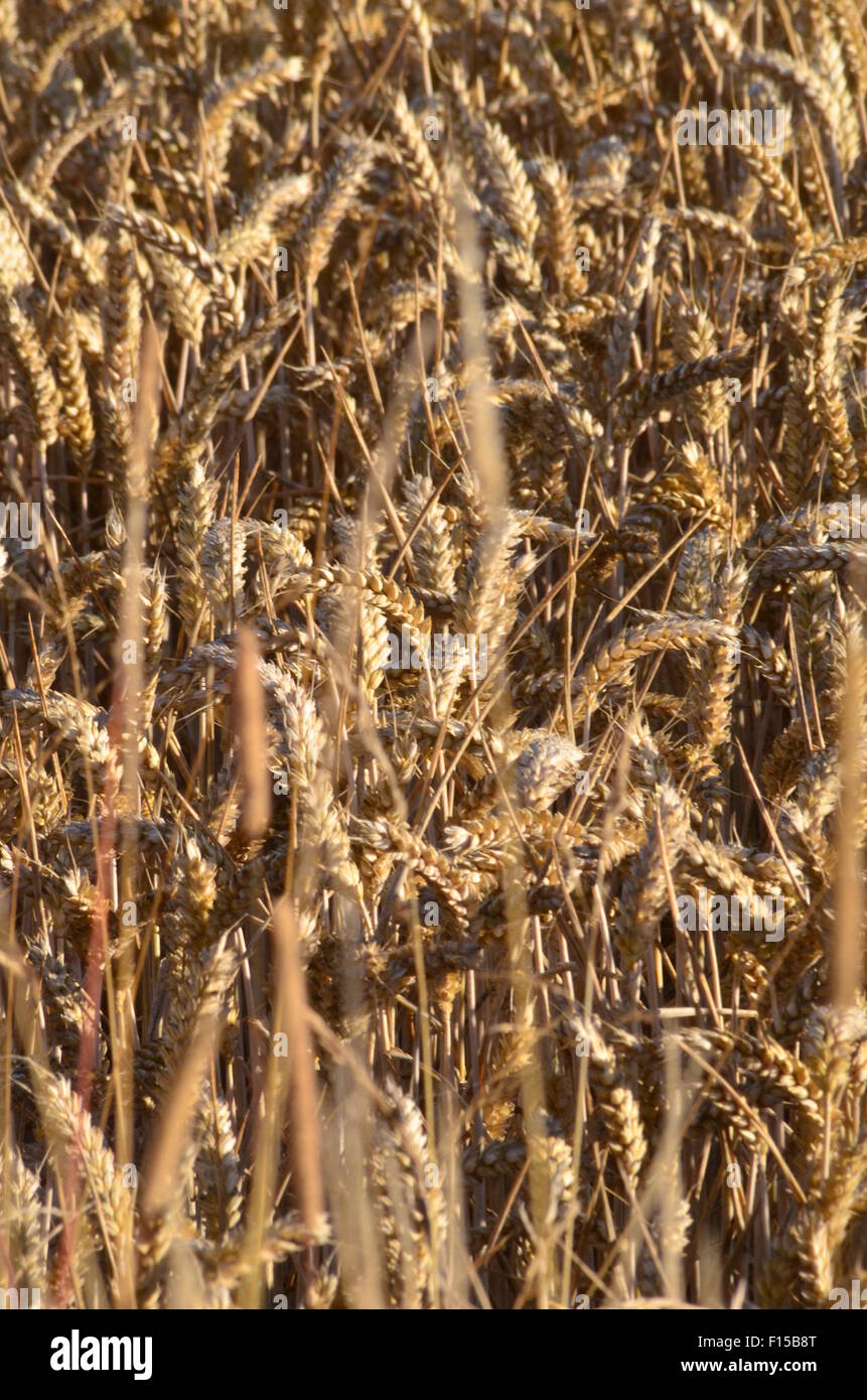 Cereal Crops, England Stock Photo Alamy
