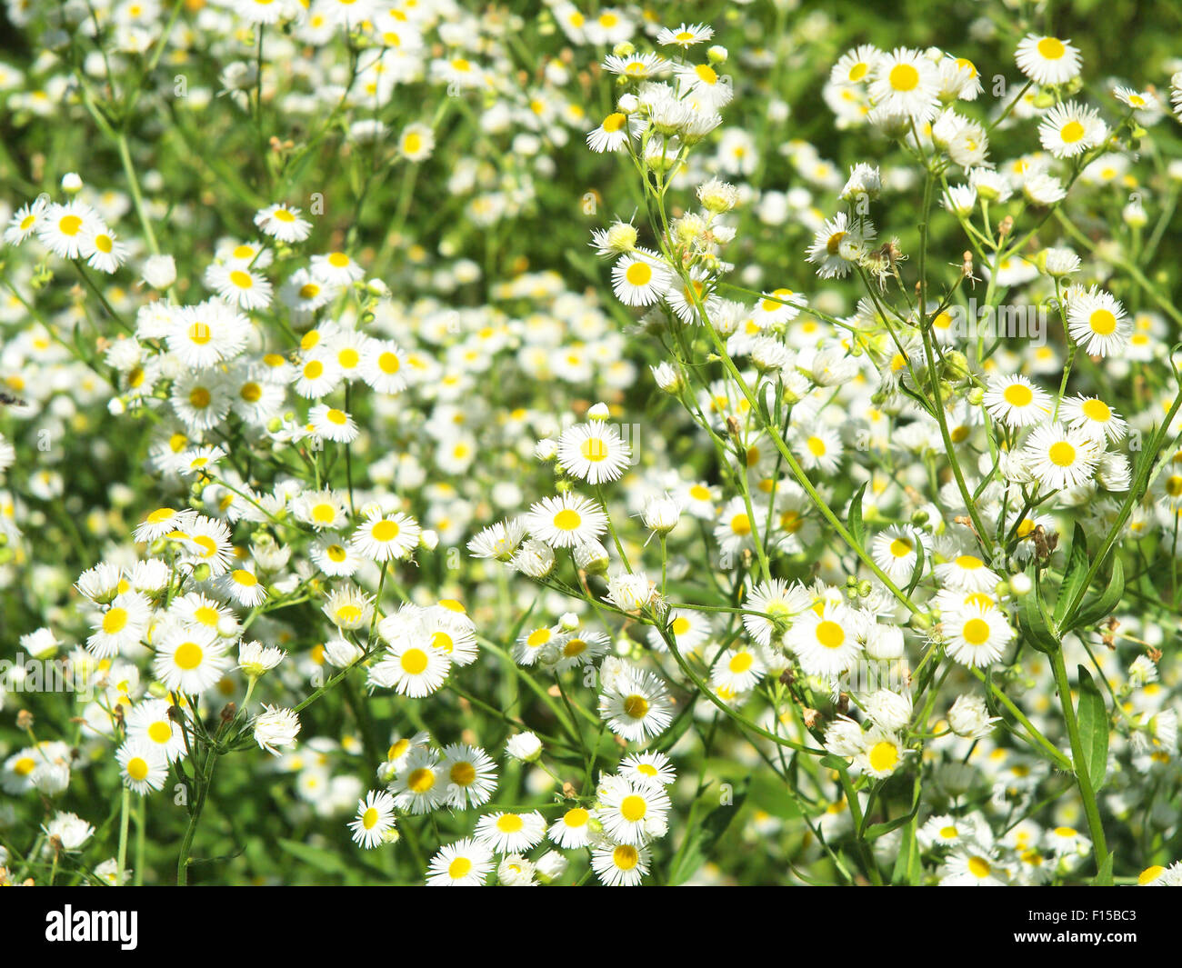 Green field with white daisies closeup throughout the image. Selective focus. Stock Photo