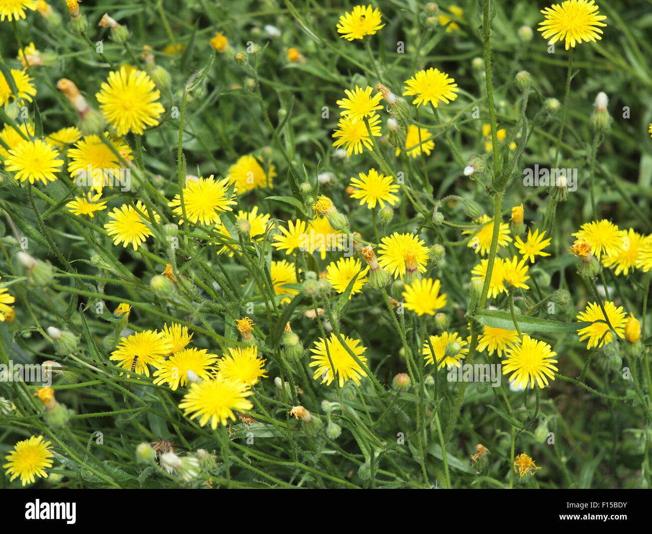 Thickets of small yellow flowers Picris Rigida at forest lawn close up, sharp foreground and out of focus in the background Stock Photo