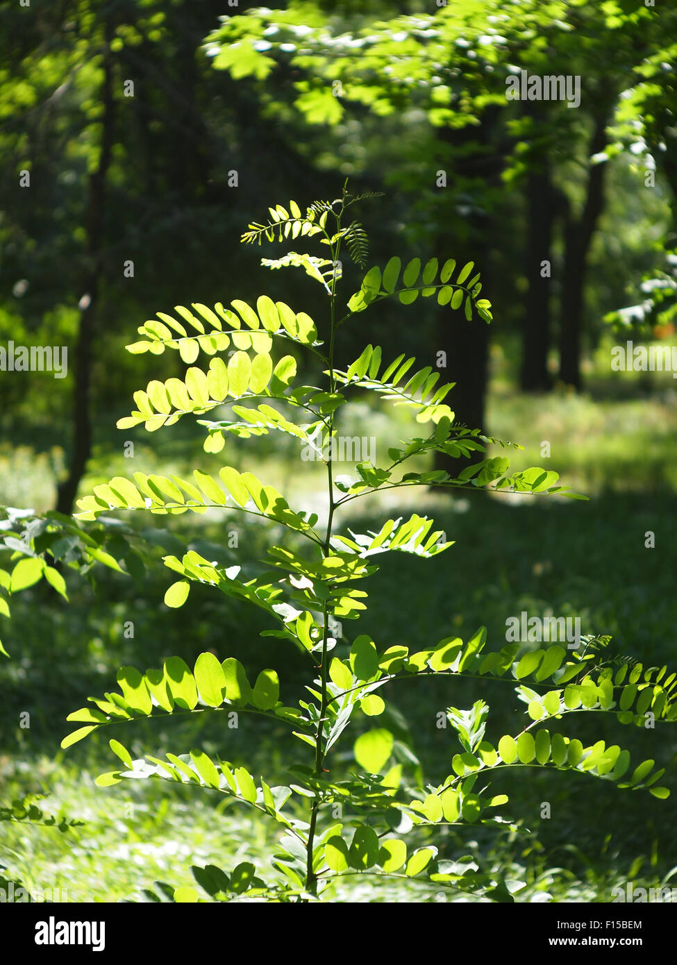 Young sapling acacia, illuminated bright sun at forest lawn with a blurred background Stock Photo